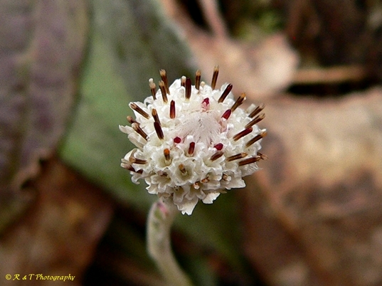{Antennaria solitaria}